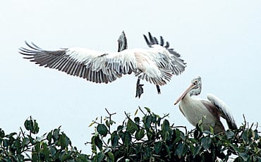 ಕೊಕ್ಕರೆಯೋಲೆ