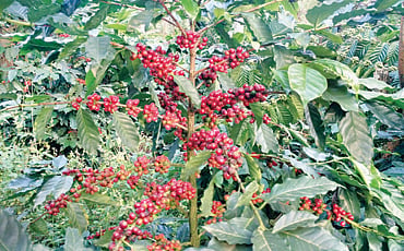 ಸ್ಲರಿ