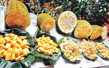 ಹಲಸು ಕನಸು