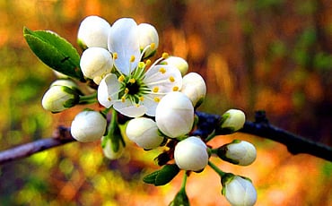 ನಿಮ್ಮ ನಗು ಚಿರಂತನವಾಗಲಿ...