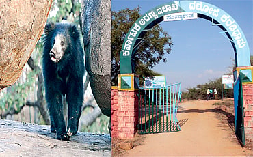 ದರೋಜಿ ಕರಡಿ