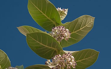 ದೋಷ ನಿವಾರಕ ಎಕ್ಕ