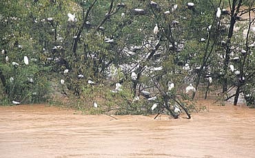 ಮಳೆನಾಡು