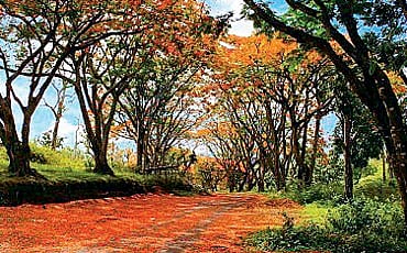 ಹೂ ಸುರಿದ ಹಾದಿ