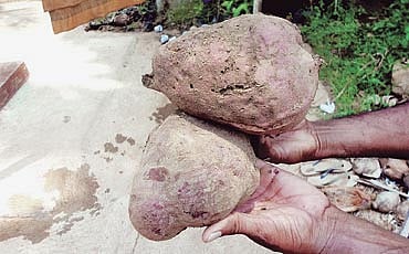 ಸಿಹಿಗೆಣಸು