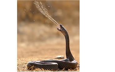 ಲೋಕ ಡೊಂಕಲ್ಲ!