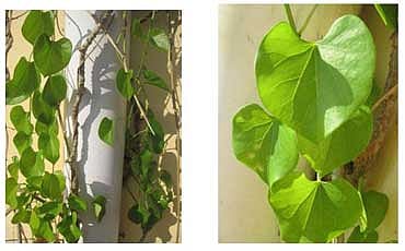 ಅಮೃತ ಮಹಾತ್ಮೆ