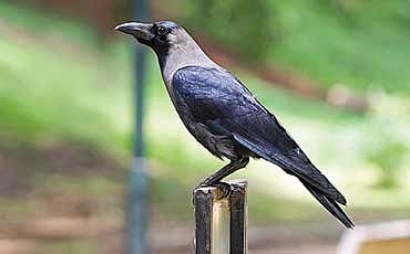 ಕಾಕ ಶಾಸ್ತ್ರ