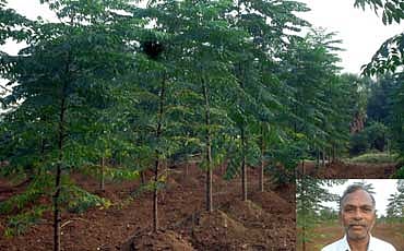 ಮಿಲಿಯಾದುಬಿಯಾ ಬೆಳೆದವ ಲಕ್ಷಾಧಿಪತಿ!