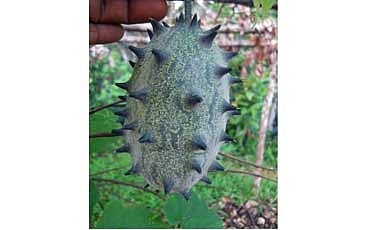 ಮುಳ್ಳುಸೌತೆಯ ಸಂಬಂಧಿ ಕಿವಾನೋ