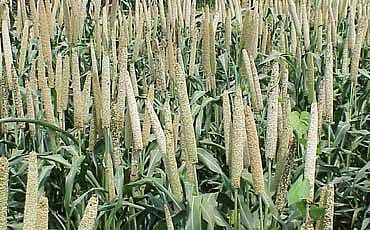ವರ್ಷವಿಡೀ ಬೆಳೆಯುವ ಸಜ್ಜೆ