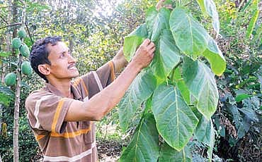 ಕೃಷಿಯೊಂದಿಗೆ ಹಣ್ಣಿನ ಬ್ಯಾಂಕ್