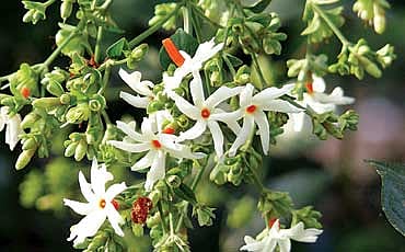 ದೇವಲೋಕದ ಪುಷ್ಪ ಪಾರಿಜಾತ