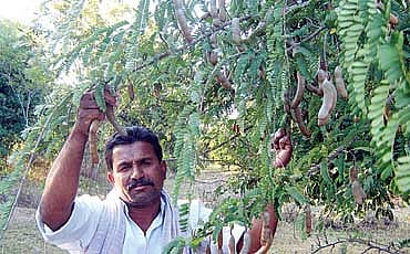 ಹುಣಸೆಗೆ ಜಲದೆಸೆ