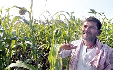 ಜೋಳ ರಕ್ಷಕ