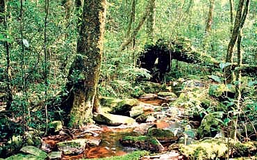 ಮಳೆಕಾಡುಗಳ ಮರೆ