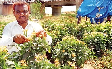 ಭಾಷಾ ಪಾಂಡಿತ್ಯ!