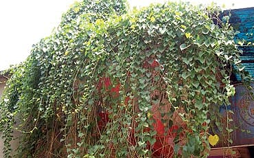 ಅಮೃತಬಳ್ಳಿ ಸ್ಟೋರ್!