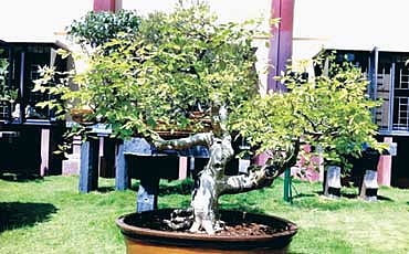 ಬೊನ್ಸಾಯ್ ಬಿನ್ನಾಣ