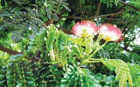 5 ಒ ಕ್ಲಾಕ್ ಎಸಿ