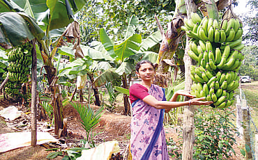 ಬಾಳೆ ಚಿಪ್ಳಿ