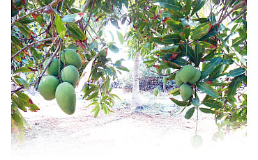 ಸಾಹೇಬರ ತೋಟ