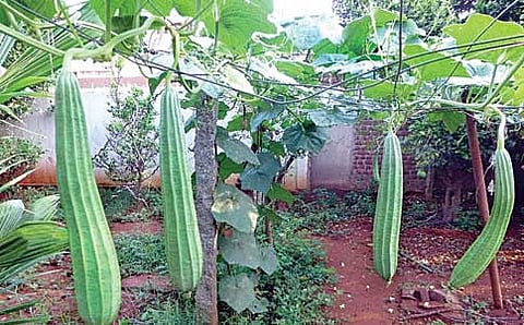 ಹಿರೇಕಾಯಿ