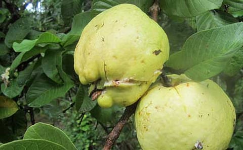 ಸೀಡ್‌ಲೆಸ್ ಸೀಬೆ!