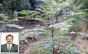 ಹೆಬ್ಬೇವು