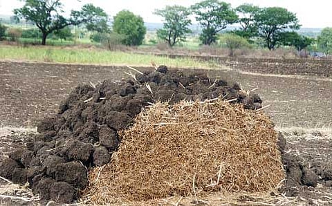 ಎಲ್ಲ ಸೀಸನ್‌ನ ಮೇವು!