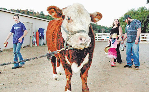 ನಾಯಿ ಎಂದುಕೊಂಡ ಹಸು!