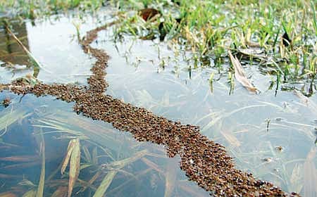 ನಿನ್ನೊಲವಿನೆಡೆ