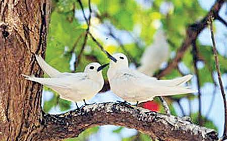 ಪಕ್ಷಿ ಪ್ರೀತಿಯ ಪ್ರಕೃತಿ