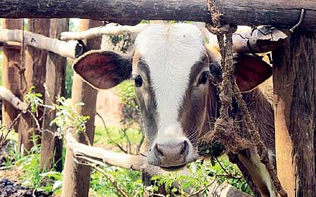 ಮಾನಸಿಕ ಬಂಧನ