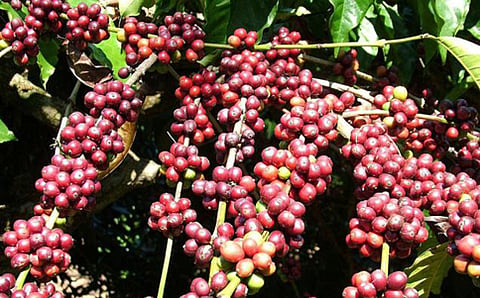 ಕಾಫಿ ಬೆಳೆಗಾರರಲ್ಲಿ  ಮೂಡಿದ ಮಂದಹಾಸ