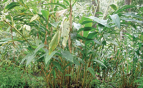 ಏಲಕ್ಕಿ