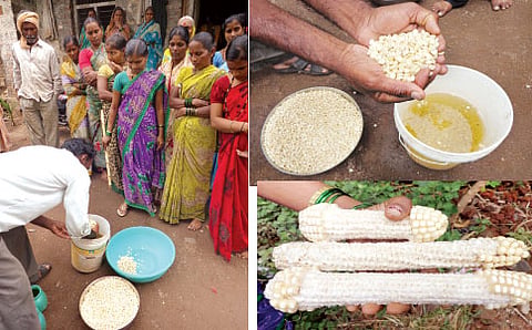 ಮುಸುಕಿನ ಜೋಳಕ್ಕೂ ಚುಚ್ಚುಮದ್ದು!