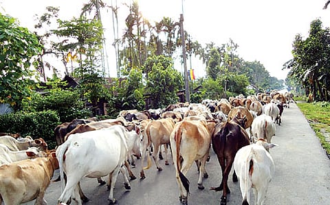 ಹಾಲು ಮಾರ್ಕ್