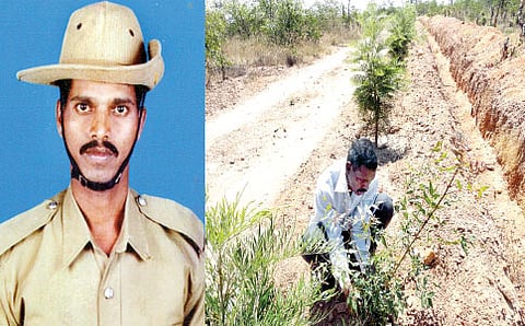 ಸಾಲು ಮರದ ಪೇದೆ