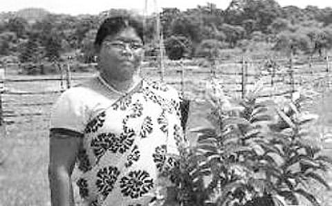 ಕಾಡು ಬೆಳೆಸಿ ನಾಡ ಉಳಿಸಿತು ಚಾಮಿದೇವಿಯ ಚಮತ್ಕಾರ