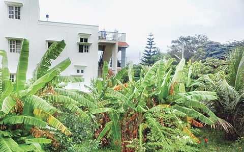 ಸೈಟ್ ಗಾರ್ಡನ್