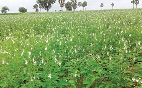 ಎಳ್ಳೆಲ್ಲೂ ನೋಡಲಿ...