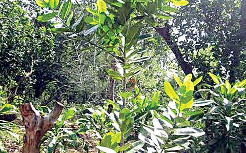 ದಾನದಿಂದ ಧರ್ಮಾರಣ್ಯ