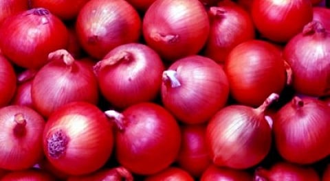 ಈರುಳ್ಳಿ