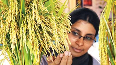 ಕೃಷಿ ಮೇಳ (ಸಂಗ್ರಹ ಚಿತ್ರ)