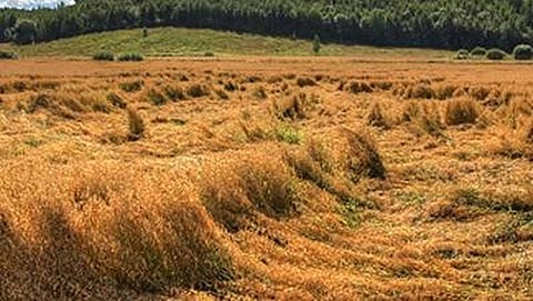 ಸಾಂದರ್ಭಿಕ ಚಿತ್ರ