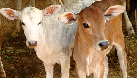 ಸಾಂದರ್ಭಿಕ ಚಿತ್ರ