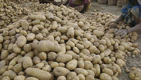 ಆಲೂ ಬೆಳೆ