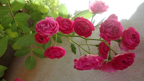 ಬಟನ್ ರೋಸ್