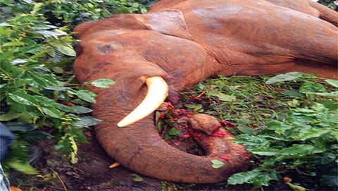 ವಿದ್ಯುತ್ ಸ್ಪರ್ಶಗೊಂಡು  ಅಸುನೀಗಿದ ಕಾಡಾನೆ